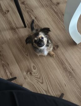 Mein kleiner Schatz sucht ein für immer zuhause - Neulußheim