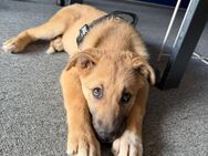 💞 wunderschönes Welpenmädchen Kaya 💞 - Eislingen (Fils)