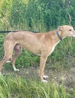 Piri, bildhübscher Magyar Agár - Remagen