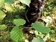 Schweren Herzens abzugeben.Katze,weiblich.Langhaar Mix - Steyerberg