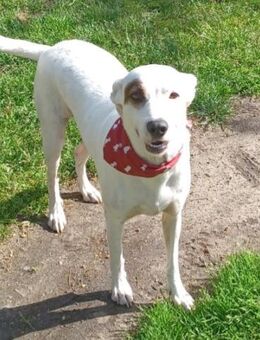 CUORE 💛💛💛 Schmusebacke sucht zuhause - Herxheim (Landau)