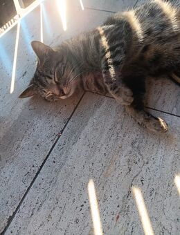 Liebevolle Junge Katze sucht zuhause - Güntersleben