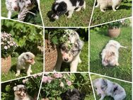 Australian Shepherd - Heldrungen