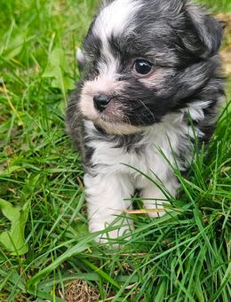 Malteser/Havaneser Mix Welpen - Ebersbach (Fils)