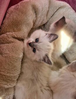 Ragdoll kitten - Lübeck
