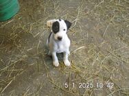 Jack Russell Terrier Welpen, 10 Wochen - Lonnerstadt