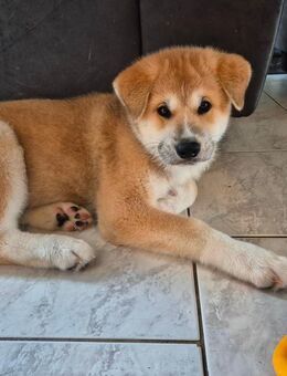 1 süße Akita Inu Welpe sucht ein neues Zuhause! - Bad Fallingbostel