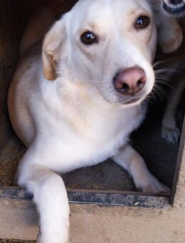 Karl-Heinz 🐕❤️ - Rambin