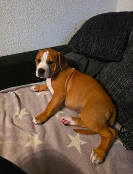 Old Englische Bulldogge Mischling Hündin - Wurzen Roitzsch