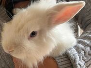 2 Löwenkopf Kaninchen und 1 zwerg Kaninchen - Neuhausen (Fildern)