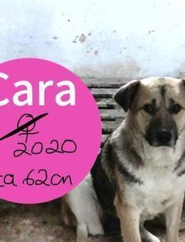 Die ängstliche Cara braucht eine Chance! - Beltheim