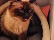 Zuckersüße Heilige Birma Kitten - Mönchengladbach