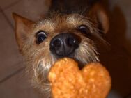 Hani aus Bochum - Velbert