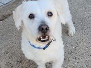 Teddy 💗 lieb, aktiv - Malteser-Mix Rüde - Hamburg