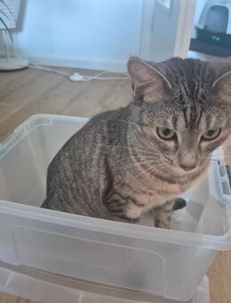 Spatz sucht neues Zuhause mit Freigang - Leipzig