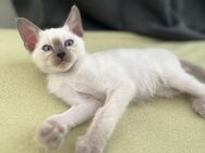 (Abgabe bereit) Außergewöhnlich schön: Siam-Mix Kitten mit Tigerzeichnung & weißen Pfötchen - Berlin Spandau