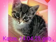 Kitten, Katzenbabys, Hauskatze - Einbeck