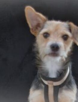 Dean ist einfach unwiderstehlich - Brunstorf