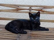 Schwarze weibl. Katze, Babykatze, Kitten - Duppach