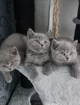 Reinrassige Bkh Kitten - Birken-Honigsessen