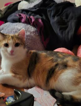 Ich suche für meine 3 katzen eine Unterkunft - Tübingen