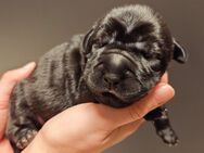 Shar Poo Doodle Welpen - Shar Pei Pudel Rüden und Weibchen - Naumburg (Saale)