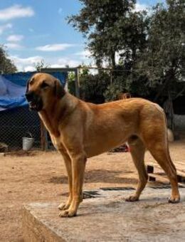 Tapferer Rusty - Eixen