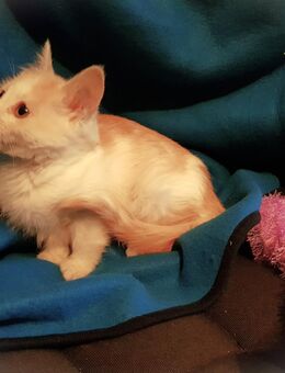 Orientalen Mix Kitten Mädchen in Rot-weiß !!! - Beselich