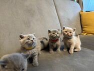 Zuckersüße 8 Bkh Kitten 3x beige, 5 graue - Kornwestheim