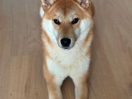 Shiba Inu Rüde reinrassig - Wunstorf