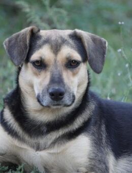 Lana 💗 tolle umgängliche, junge Hündin - Hamburg