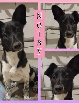 Noisy sucht ihre Herzensmenschen ♥️ - Bissingen