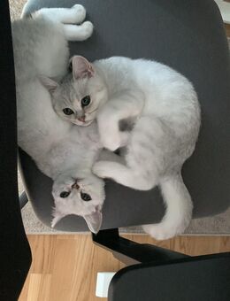 Zwei unzertrennliche Katzenkinder suchen liebevolle Hände - Berlin