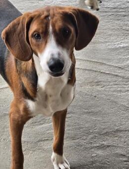 Charlie ❤️ aufgeschlossener Junghund - Velbert