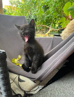 Kitten , Kätzchen zu verkaufen - Berlin Mitte