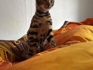 Bengal Kitten Spotted Tabby - Gifhorn