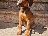 Hundewelpe, Rüde, 10 Wochen, sucht neues Zuhause, Familienhund - Anrode