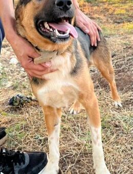 Gass - der bezaubernde, fröhliche Dieb! - Mettmann