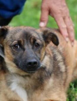 Chia - kinderlieb u. zutraulich - Lohra