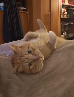 Ich Suche Junge Rotbraune Hauskatzen oder auch zwei sie müssen Männlich und nicht Älter als ein halbes oder ein Jahr alt sein Bitte an uns Melden der solche Katze abgeben will - Hoyerswerda