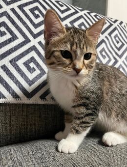 Zwei liebevolle Hauskatzen suchen ein schönes Zuhause 🐾 - Saarbrücken