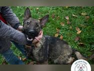 Zazu  Malinois-Fans aufgepasst! - Kirchzell