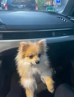 Pomeranian - Berlin