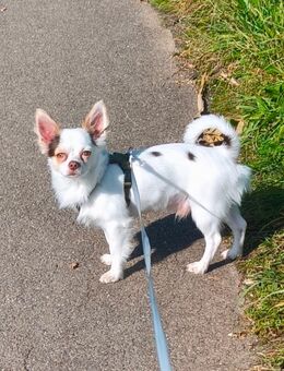 Chihuahua Rüde sucht neues Zuhause - Backnang Zentrum