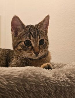 Katze abzugeben - Magdeburg