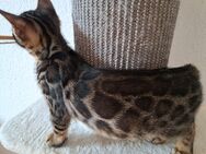 Atemberaubende Bengal Kitten, melanistic und brown - Haßloch