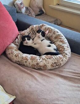 Meilo gibts nur im Doppelpack mit Stina - Augsburg