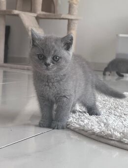 BKH Kitte - Essen