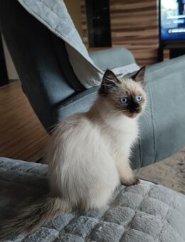 Siam Kätzchen - Naumburg