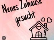 Nette 5-köpfige Familie sucht sehr dringend ein Haus zur Miete in Porta Westfalica - Porta Westfalica